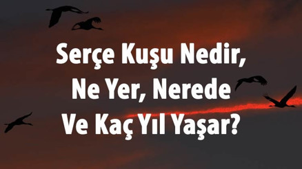 Serçe Kuşu Nedir, Ne Yer, Nerede Ve Kaç Yıl Yaşar Serçe Özellikleri Ve Türleri