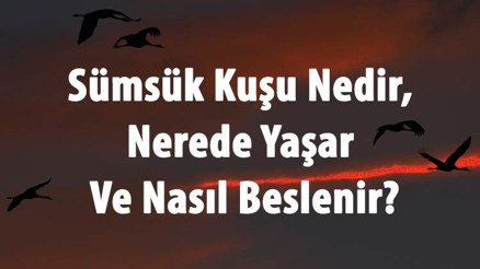 Sümsük Kuşu Nedir, Nerede Yaşar Ve Nasıl Beslenir Sümsük Kuşu Yumurtası Ne Renk Olur, Sesi Ve Özellikleri