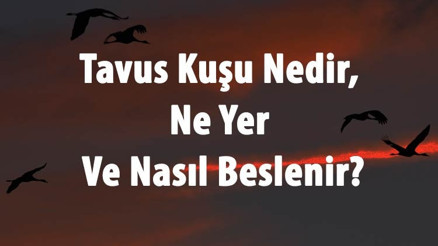 Tavus Kuşu Nedir, Ne Yer Ve Nasıl Beslenir Tavuz Kuşu Uçar Mı Ve Özellikleri Neler Tavus Kuşu Nedir, Ne Yer Ve Nasıl Beslenir Tavuz Kuşu Uçar Mı Ve Özellikleri Neler
