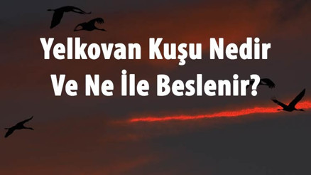 Yelkovan Kuşu Nedir Ve Ne İle Beslenir Yelkovan Kuşunun Özellikleri Yelkovan Kuşu Nedir Ve Ne İle Beslenir Yelkovan Kuşunun Özellikleri