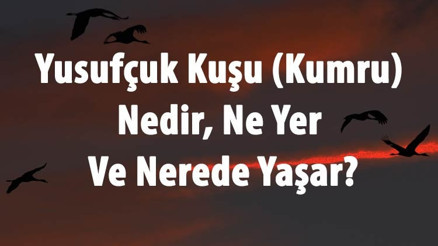 Yusufçuk Kuşu (Kumru) Nedir, Ne Yer Ve Nerede Yaşar Kumru Kuşu Özellikleri Ve Efsanesi Hakkında Bilgi