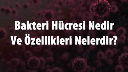 Bakteri Hücresi Nedir Ve Özellikleri Nelerdir Bakteri Hücresinin Organelleri Ve Görevleri