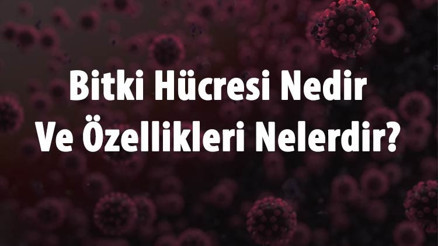 Bitki Hücresi Nedir Ve Özellikleri Nelerdir Bitki Hücresi Yapısı, Organelleri Ve Görevleri