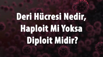 Deri Hücresi Nedir, Haploit Mi Yoksa Diploit Midir Deri Hücresi Mayoz Ya Da Mitoz Bölünme Geçirir Mi