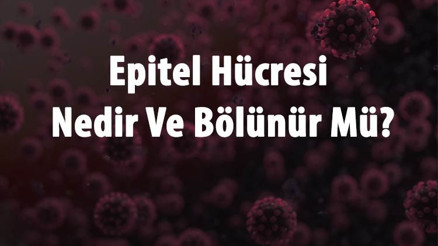Epitel Hücresi Nedir Ve Bölünür Mü Epitel Hücresi Mitoz Ya Da Mayoz Bölünme Geçirir Mi