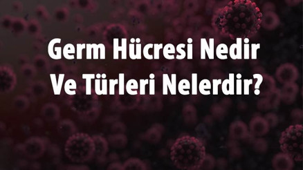 Germ Hücresi Nedir Ve Türleri Nelerdir Germ Hücreleri Nasıl Oluşur Ve Nerede Bulunur Germ Hücresi Nedir Ve Türleri Nelerdir Germ Hücreleri Nasıl Oluşur Ve Nerede Bulunur