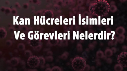Kan Hücreleri İsimleri Ve Görevleri Nelerdir Kan Hücreleri Nerede Üretilir Ve Normal Değerleri Kan Hücreleri İsimleri Ve Görevleri Nelerdir Kan Hücreleri Nerede Üretilir Ve Normal Değerleri