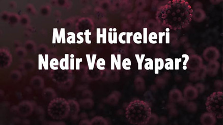Mast Hücreleri Nedir Ve Ne Yapar Mast Hücresi Stabilizatörleri Nelerdir
