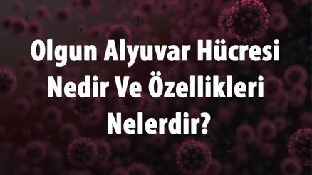 Olgun Alyuvar Hücresi Nedir Ve Özellikleri Nelerdir Mayoz Ya Da Mitoz Bölünme Geçirir Mi