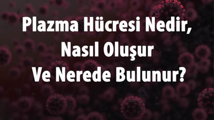 Plazma Hücresi Nedir, Nasıl Oluşur Ve Nerede Bulunur Plazma Hücreleri Ve Görevleri