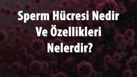 Sperm Hücresi Nedir Ve Özellikleri Nelerdir Sperm Hücresi Kaç Kromozomdur, Nasıl Oluşur Ve Kaç Gün Yaşar