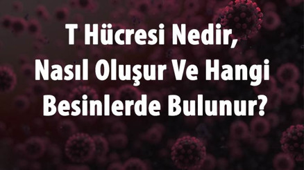 T Hücresi Nedir, Nasıl Oluşur Ve Hangi Besinlerde Bulunur T Hücresi Bağışıklığı Ne Anlama Gelir