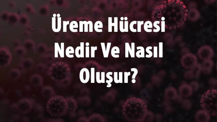 Üreme Hücresi Nedir Ve Nasıl Oluşur Üreme Hücresi Kaç Kromozom Ve Mitoz Ya Da Mayoz Geçirir Mi