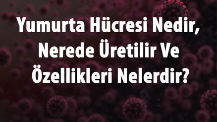 Yumurta Hücresi Nedir, Nerede Üretilir Ve Özellikleri Nelerdir Yumurta Hücresi Yapısı Ve Oluşumu Yumurta Hücresi Nedir, Nerede Üretilir Ve Özellikleri Nelerdir Yumurta Hücresi Yapısı Ve Oluşumu