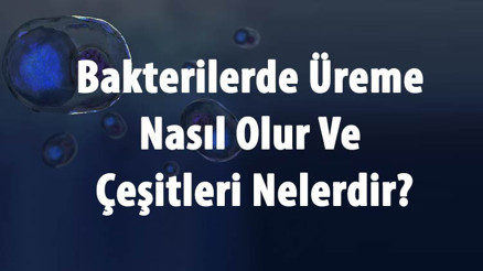 Bakterilerde Üreme Nasıl Olur Ve Çeşitleri Nelerdir Bakterilerde Üreme Nasıl Olur Ve Çeşitleri Nelerdir