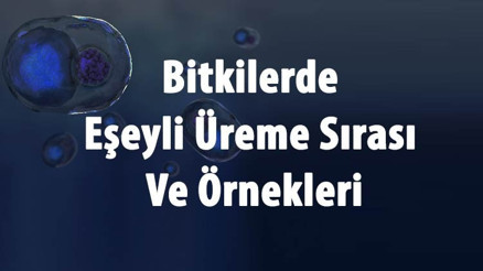 Bitkilerde Eşeyli Üreme Nasıl Gerçekleşir Ve Çeşitleri Nelerdir Bitkilerde Eşeyli Üreme Sırası Ve Örnekleri