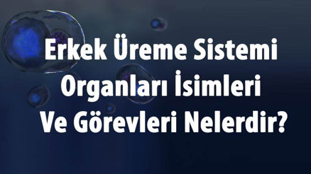 Erkek Üreme Sistemi Organları İsimleri Ve Görevleri Nelerdir Erkek Üreme Sistemi Organları İsimleri Ve Görevleri Nelerdir