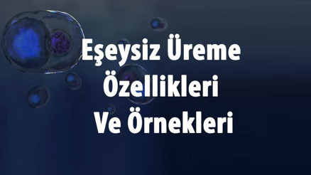 Eşeysiz Üreme Nedir, Çeşitleri Nelerdir Ve Hangi Canlılarda Görülür Eşeysiz Üreme Özellikleri Ve Örnekleri