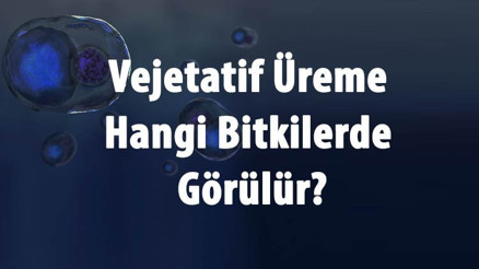 Vejetatif Üreme Nedir, Nasıl Olur Ve Çeşitleri Nelerdir Vejetatif Üreme Hangi Bitkilerde Görülür