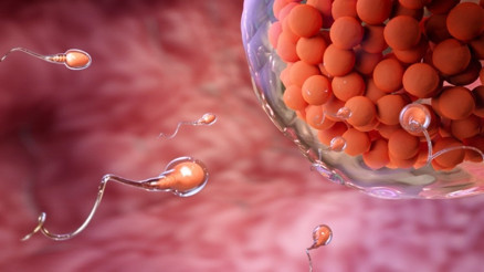 Sperm sayısı nasıl yorumlanmalı Sperm sayısı nasıl yorumlanmalı