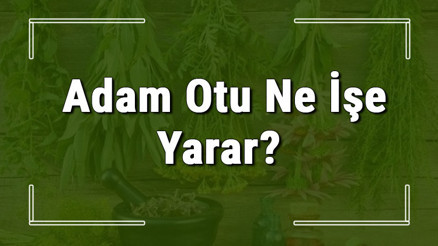 Adam otu nedir, ne işe yarar ve nerede yetişir Adam otunun faydaları nelerdir ve neye iyi gelir Adam otu nedir, ne işe yarar ve nerede yetişir Adam otunun faydaları nelerdir ve neye iyi gelir