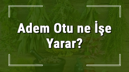Adem otu nedir, ne işe yarar ve nerede yetişir Adem otunun faydaları nelerdir ve neye iyi gelir