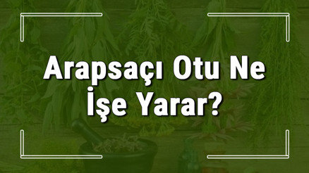 Arapsaçı otu nedir, ne işe yarar ve nerede yetişir Arapsaçı otunun faydaları nelerdir ve neye iyi gelir