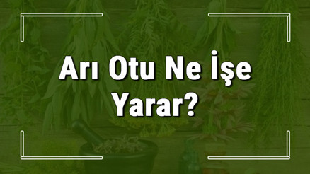Arı otu nedir, ne işe yarar ve nerede yetişir Arı otunun faydaları nelerdir ve neye iyi gelir