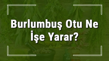 Burlumbuş otu nedir, ne işe yarar ve nerede yetişir Burlumbuş otunun faydaları nelerdir ve neye iyi gelir Burlumbuş otu nedir, ne işe yarar ve nerede yetişir Burlumbuş otunun faydaları nelerdir ve neye iyi gelir