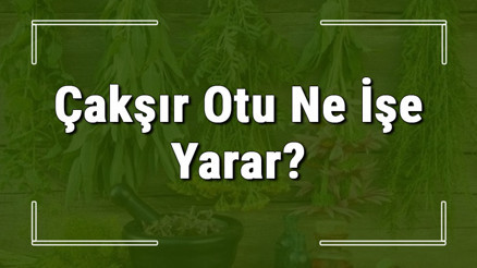 Çakşır otu nedir, ne işe yarar ve nerede yetişir Çakşır otunun faydaları nelerdir ve neye iyi gelir Çakşır otu nedir, ne işe yarar ve nerede yetişir Çakşır otunun faydaları nelerdir ve neye iyi gelir