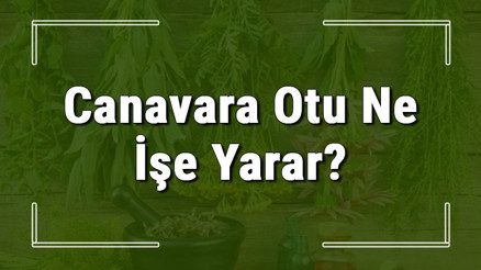 Canavar otu nedir, ne işe yarar ve nerede yetişir Canavar otunun faydaları nelerdir ve neye iyi gelir Canavar otu nedir, ne işe yarar ve nerede yetişir Canavar otunun faydaları nelerdir ve neye iyi gelir