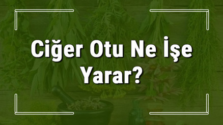 Ciğer otu nedir, ne işe yarar ve nerede yetişir Ciğer otunun faydaları nelerdir ve neye iyi gelir