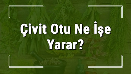 Çivit otu nedir, ne işe yarar ve nerede yetişir Çivit otunun faydaları nelerdir ve neye iyi gelir