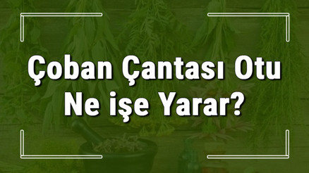 Çoban çantası otu nedir, ne işe yarar ve nerede yetişir Çoban çantası otunun faydaları nelerdir ve neye iyi gelir