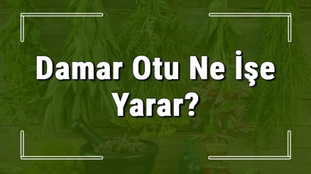 Damar otu nedir, ne işe yarar ve nerede yetişir Damar otunun faydaları nelerdir ve neye iyi gelir Damar otu nedir, ne işe yarar ve nerede yetişir Damar otunun faydaları nelerdir ve neye iyi gelir