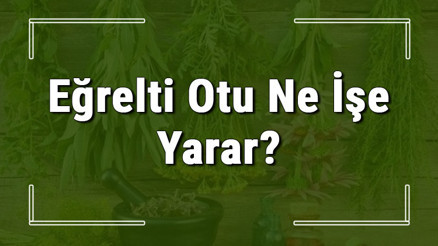 Eğrelti otu nedir, ne işe yarar ve nerede yetişir Eğrelti otunun faydaları nelerdir ve neye iyi gelir