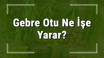 Gebre otu nedir, ne işe yarar ve nerede yetişir Gebre otunun faydaları nelerdir ve neye iyi gelir