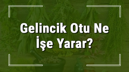 Gelincik otu nedir, ne işe yarar ve nerede yetişir Gelincik otunun faydaları nelerdir ve neye iyi gelir