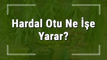 Hardal otu nedir, ne işe yarar ve nasıl kullanılır Hardal otunun faydaları nelerdir ve neye iyi gelir Hardal otu nedir, ne işe yarar ve nasıl kullanılır Hardal otunun faydaları nelerdir ve neye iyi gelir