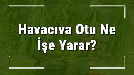 Havacıva otu nedir, ne işe yarar ve nerede yetişir Havacıva otunun faydaları nelerdir ve neye iyi gelir