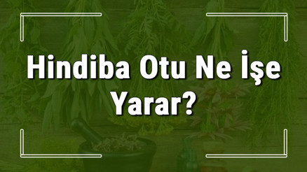 Hindiba otu nedir, ne işe yarar ve nerede yetişir Hindiba otunun faydaları nelerdir ve neye iyi gelir