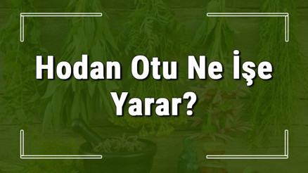 Hodan otu nedir, ne işe yarar ve nerede yetişir Hodan otunun faydaları nelerdir ve neye iyi gelir