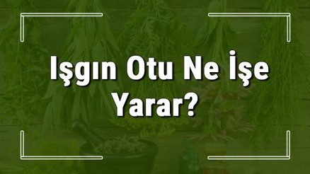 Işgın otu nedir, ne işe yarar ve nerede yetişir Işkın otunun faydaları nelerdir ve neye iyi gelir