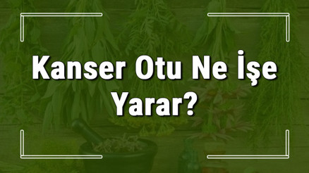 Kanser otu nedir, ne işe yarar ve nerede yetişir Kanser otunun faydaları nelerdir ve neye iyi gelir