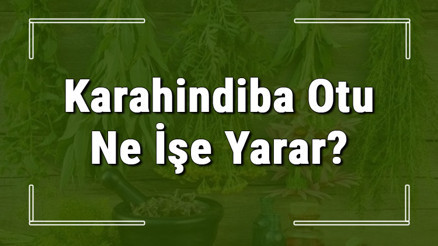 Karahindiba otu nedir, ne işe yarar ve nerede yetişir Karahindiba otunun faydaları nelerdir ve neye iyi gelir