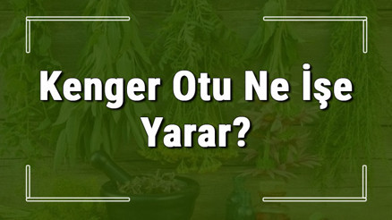 Kenger otu nedir, ne işe yarar ve nerede yetişir Kenger otunun faydaları nelerdir ve neye iyi gelir