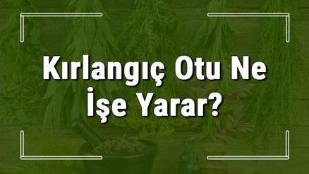 Kırlangıç otu nedir, ne işe yarar ve nerede yetişir Kırlangıç otunun faydaları nelerdir ve neye iyi gelir