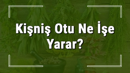 Kişniş otu nedir, ne işe yarar ve nasıl kullanılır Kişniş otunun faydaları nelerdir ve neye iyi gelir