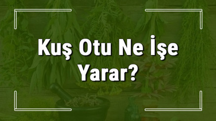 Kuş otu nedir, ne işe yarar ve nerede yetişir Kuş otunun faydaları nelerdir ve neye iyi gelir Kuş otu nedir, ne işe yarar ve nerede yetişir Kuş otunun faydaları nelerdir ve neye iyi gelir