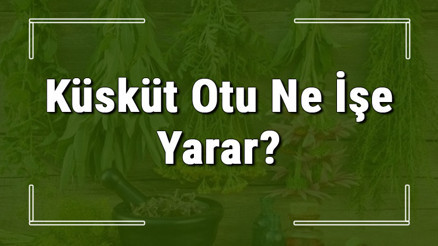 Küsküt otu nedir, ne işe yarar ve nerede yetişir Küsküt otunun faydaları nelerdir ve neye iyi gelir